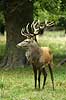 Kronhjort Cervus elaphus Cervidae J�gersborg Dyrehave   pattedyr kronvildt gevir