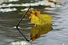  Quercus robur J�gersborg Dyrehave / Sealand   plants 
