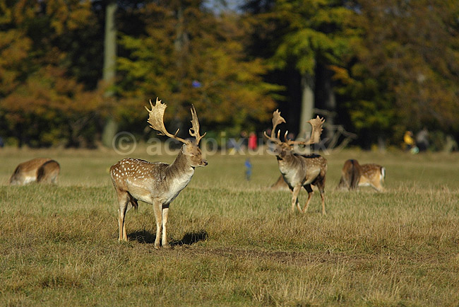 D�dyr hanner p� brunstpladsen; Dama dama Cervidae; J�gersborg Dyrehave / Sj�lland; ; ; pattedyr; d�vildt gevir