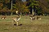 D�dyr hanner p� brunstpladsen Dama dama Cervidae J�gersborg Dyrehave / Sj�lland   pattedyr d�vildt gevir