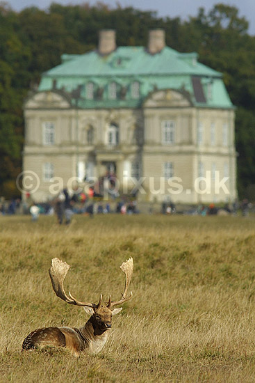 D�dyr han p� brunstpladsen foran Eremitage Slottet; Dama dama Cervidae; J�gersborg Dyrehave / Sj�lland; ; ; pattedyr; d�vildt gevir slotte jagtslotte Eremitageslottet