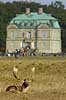 D�dyr han p� brunstpladsen foran Eremitage Slottet Dama dama Cervidae J�gersborg Dyrehave / Sj�lland   pattedyr d�vildt gevir slotte jagtslotte Eremitageslottet