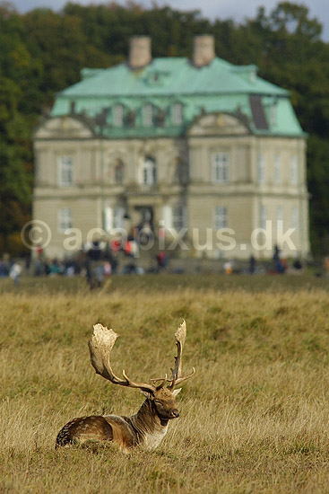D�dyr han p� brunstpladsen foran Eremitage Slottet; Dama dama Cervidae; J�gersborg Dyrehave / Sj�lland; ; ; pattedyr; d�vildt gevir slotte jagtslotte Eremitageslottet