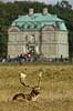 D�dyr han p� brunstpladsen foran Eremitage Slottet Dama dama Cervidae J�gersborg Dyrehave / Sj�lland   pattedyr d�vildt gevir slotte jagtslotte Eremitageslottet