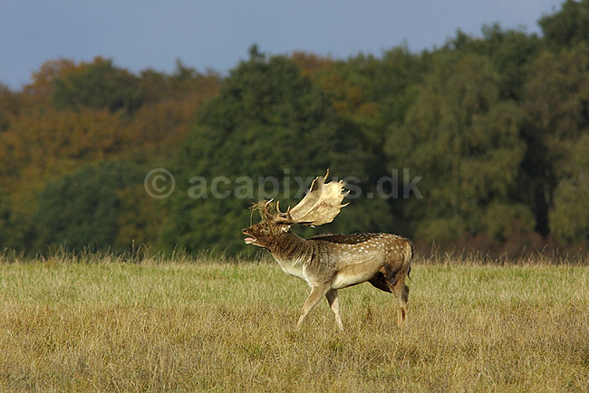 D�dyr han p� brunstpladsen; Dama dama Cervidae; J�gersborg Dyrehave / Sj�lland; ; ; pattedyr; d�vildt gevir