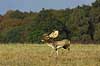 D�dyr han p� brunstpladsen Dama dama Cervidae J�gersborg Dyrehave / Sj�lland   pattedyr d�vildt gevir