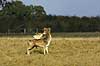 D�dyr han p� brunstpladsen Dama dama Cervidae J�gersborg Dyrehave / Sj�lland   pattedyr d�vildt gevir