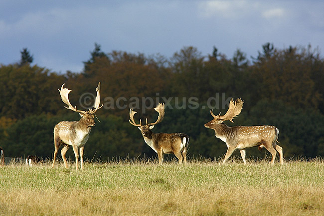 D�dyr hanner p� brunstpladsen; Dama dama Cervidae; J�gersborg Dyrehave / Sj�lland; ; ; pattedyr; d�vildt gevir