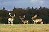 D�dyr hanner p� brunstpladsen Dama dama Cervidae J�gersborg Dyrehave / Sj�lland   pattedyr d�vildt gevir