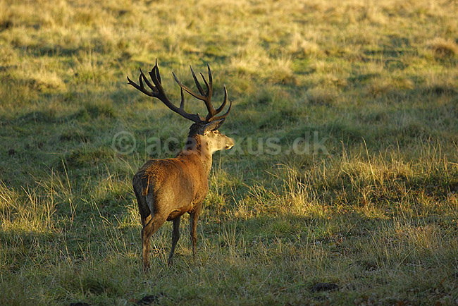 Kronhjort; Cervus elaphus Cervidae; J�gersborg Dyrehave; ; ; pattedyr; kronvildt gevir