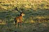 Kronhjort Cervus elaphus Cervidae J�gersborg Dyrehave   pattedyr kronvildt gevir