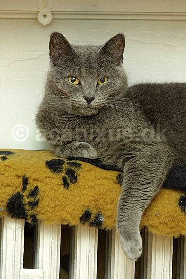 Huskat nyder livet og varmen oven p� radiator; Felis catus, Felidae; ; ; ; pattedyr; katte k�ledyr husdyr huskatte