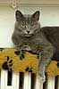 Huskat nyder livet og varmen oven p� radiator Felis catus, Felidae    pattedyr katte k�ledyr husdyr huskatte