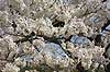  Prunus spec. Rosaceae Path of Philosophy / Kyoto Japan Asia plants 