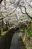  Prunus spec. Rosaceae Path of Philosophy / Kyoto Japan Asia plants 