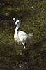  Egretta garzetta Path of Philosophy / Kyoto Japan Asia birds 