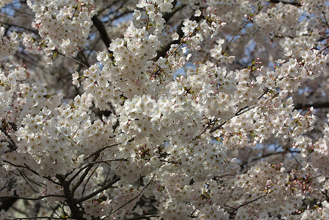 Japansk Kirseb�r. Japansk kirseb�rtr� i blomstring i Kyoto; Prunus spec. Rosaceae; Path of Philosophy / Kyoto; Japan; Asien; planter; Prydkirseb�r blomster Kansai for�r