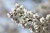  Prunus spec. Rosaceae Path of Philosophy / Kyoto Japan Asia plants 
