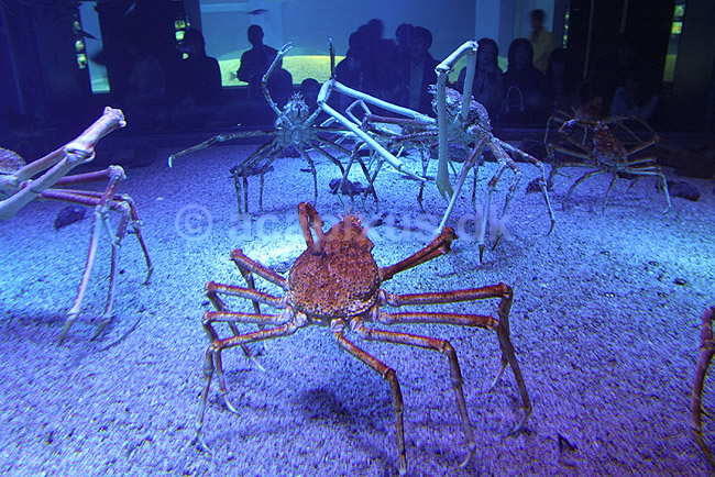 Japansk K�mpekrabbe. Japansk K�mpekrabbe i Osaka Aquarium. Lever ellers p� dybt vand.; Macrocheira kaempferi; Osaka Aquarium / Osaka; Japan; Asien; krebsdyr; krabber