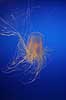 Spirocodon saltator Cnidaria Osaka Aquarium / Osaka Japan Asia polyps 