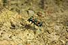  Cicindela chinensis japonica Kyoto Japan Asia insects 