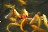 Koi-karper. Koi-karper i basin Cyprinus carpio Himeji Japan Asien fisk karpefisk prydfisk Cyprinidae