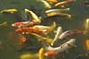 Koi-karper. Koi-karper i basin Cyprinus carpio Himeji Japan Asien fisk karpefisk prydfisk Cyprinidae