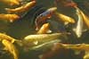 Koi-karper. Koi-karper i basin Cyprinus carpio Himeji Japan Asien fisk karpefisk prydfisk Cyprinidae