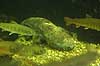  Andrias japonicus Osaka Aquarium / Osaka Japan Asia amphibians 