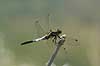  Orthetrum albistylum speciosum  Takatsuki Japan Asia insects 