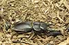  Macrodorcas rectus Takatsuki Japan Asia insects 