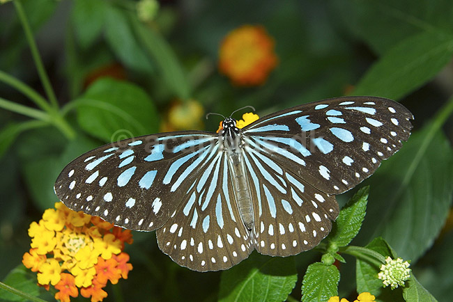 ; Ideopsis similis; ; ; ; insekter; sommerfugle