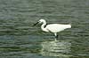  Egretta garzetta Miya-jima / Hiroshima Japan Asia birds 