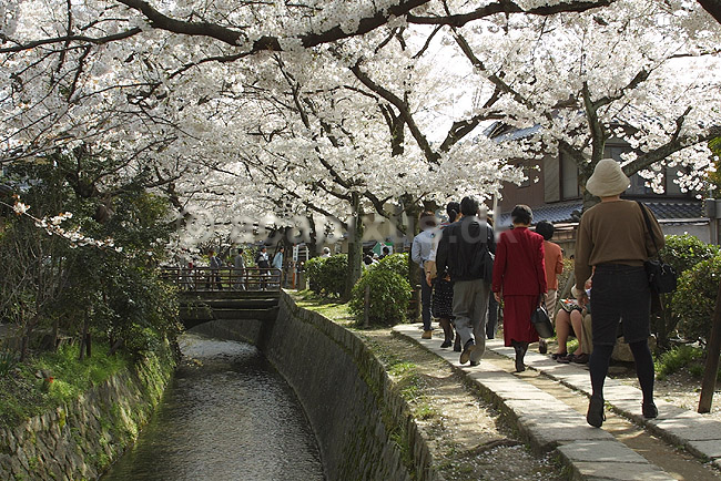 Kirseb�rblomstring. Japanere nyder kirseb�rtr�ernes blomstring ved Path of Philosophy i Kyoto; Prunus spec. Rosaceae; Path of Philosophy / Kyoto; Japan; Asien; ; Prydkirseb�r blomster Kansai japansk for�r