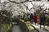 Prunus spec. Rosaceae Path of Philosophy / Kyoto Japan Asia  
