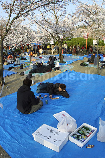 Kirseb�rblomstring. Japanere nyder kirseb�rtr�ernes blomstring i Maruyama-koen Park i Kyoto; Prunus spec. Rosaceae; Maruyama-koen Park / Kyoto; Japan; Asien; ; Prydkirseb�r blomster Kansai japansk for�r