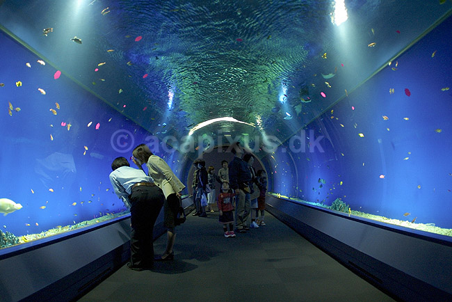 Osaka Aquarium. Bes�gende beundrer fiskene i tunnel akvarium i Osaka Aquarium; ; Osaka Aquarium / Osaka; Japan; Asien; ; akvarier akvariefisk