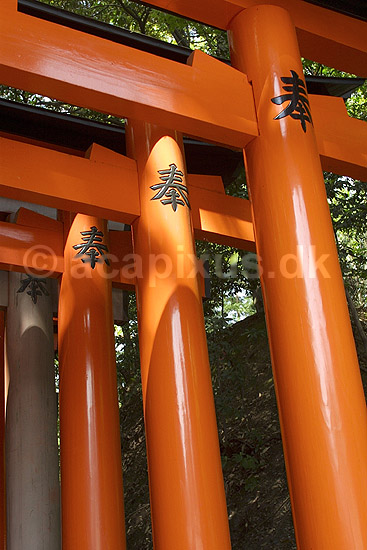 Fushimi-Inari Taisha Shrine. Torii ved det shintoistiske Fushimi-Inari Taisha Shrine; ; Fushimi-Inari Taisha Shrine / Kyoto; Japan; Asien; ; templer shintoisme orange