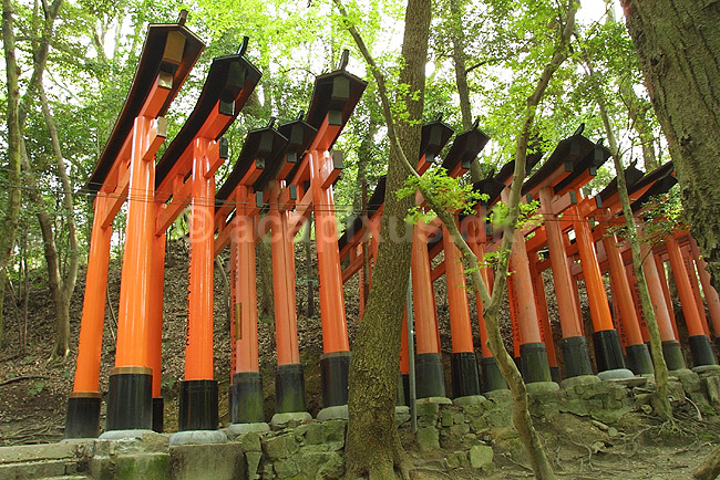 Fushimi-Inari Taisha Shrine. Tunnel af torii ved det shintoistiske Fushimi-Inari Taisha Shrine; ; Fushimi-Inari Taisha Shrine / Kyoto; Japan; Asien; ; templer shintoisme orange