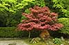  Acer spes Nanzen-ji / Kyoto Japan Asia plants 