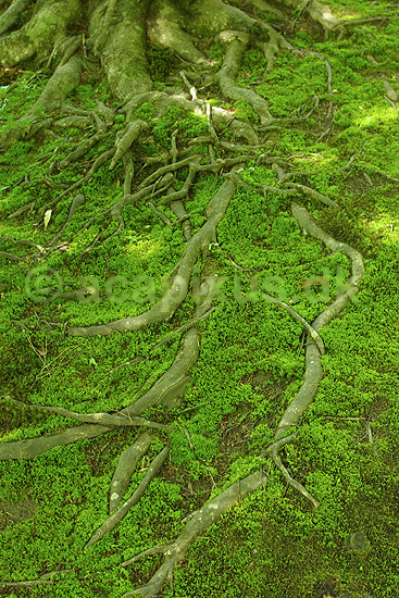 Tr�r�dder. Tr�r�dder i den japanske have i Ginkaku-ji templet; ; Ginkaku-ji / Kyoto; Japan; Asien; planter; templer buddisme buddhism buddistisk