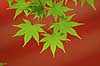   Kasuga-Taisha Shrine / Nara Japan Asia plants 