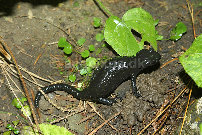 Alpesalamander. Alpesalamander n�r Kandersteg i Schweiz; Salamandra atra; Alperne / Kandersteg; Schweiz; Europa; padder; amphibians, amphibier, salamandre