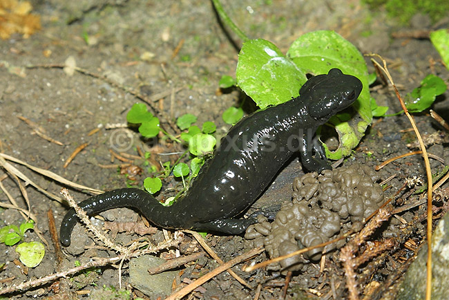 Alpesalamander. Alpesalamander n�r Kandersteg i Schweiz; Salamandra atra; Alperne / Kandersteg; Schweiz; Europa; padder; amphibians, amphibier, salamandre