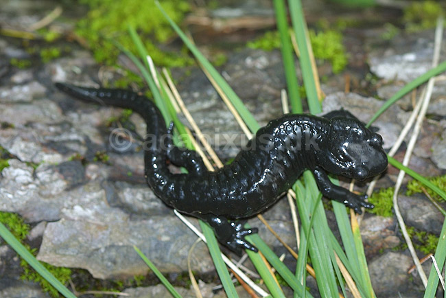 Alpesalamander. Alpesalamander n�r Kandersteg i Schweiz; Salamandra atra; Alperne / Kandersteg; Schweiz; Europa; padder; amphibians, amphibier, salamandre