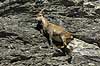  Capra ibex The Alps / Kandersteg Switzerland Europe mammals 