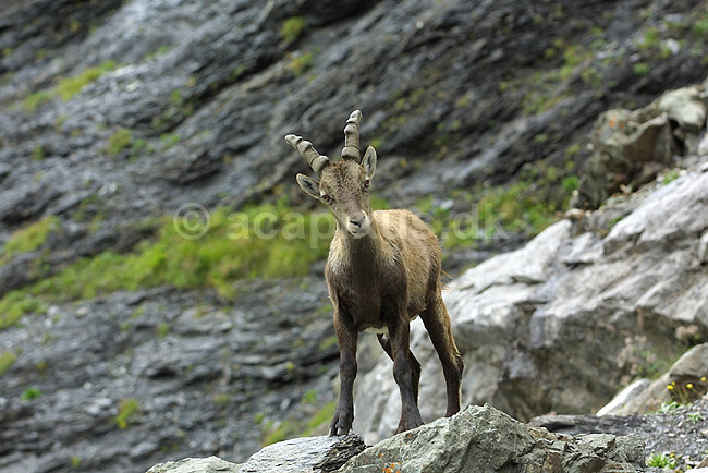 Alpestenbuk. Alpestenbuk n�r Kandersteg i Schweiz; Capra ibex; Alperne / Kandersteg; Schweiz; Europa; pattedyr; mammals, stenbukke, hovdyr