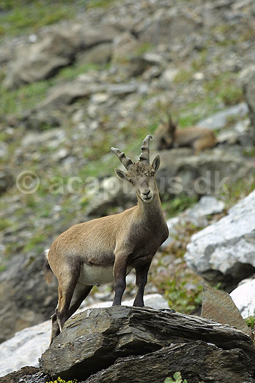 Alpestenbuk. Alpestenbuk n�r Kandersteg i Schweiz; Capra ibex; Alperne / Kandersteg; Schweiz; Europa; pattedyr; mammals, stenbukke, hovdyr