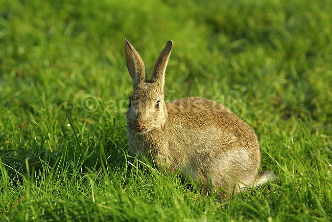 Vildkanin. Vildkanin p� campingplads p� Fehmarn; Oryctolagus cuniculus; Fehmarn; Tyskland; Europa; pattedyr; mammals, harerordenen, lagomorpher, lagomorpha