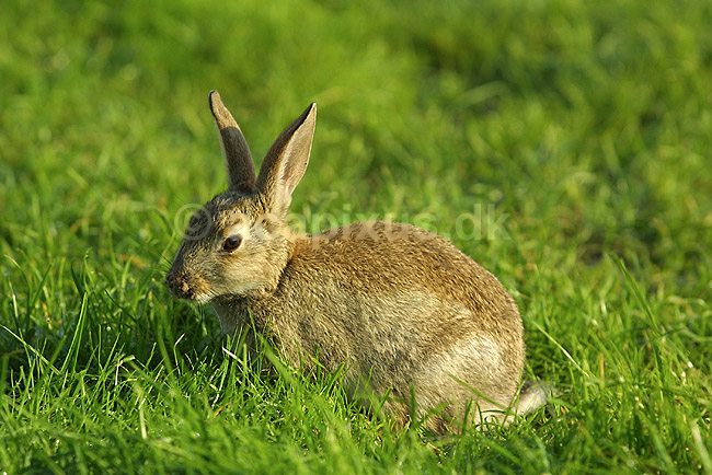 Vildkanin. Vildkanin p� campingplads p� Fehmarn; Oryctolagus cuniculus; Fehmarn; Tyskland; Europa; pattedyr; mammals, harerordenen, lagomorpher, lagomorpha